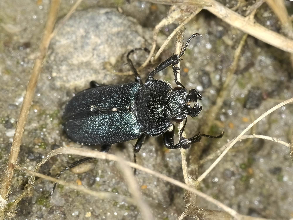 Platycerus caraboides, (Lucanidae)